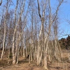 アカシアの木 薪ストーブなどに。2tトラック、軽トラ