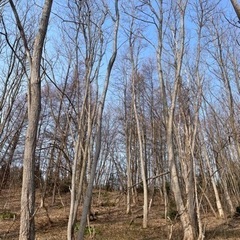 アカシアの木 薪ストーブなどに。2tトラック、軽トラ