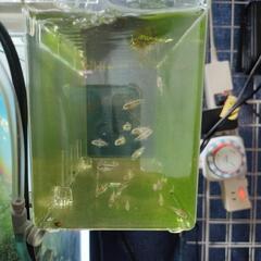 【水槽関連】ペルビカプルケール　幼魚5匹　パート3