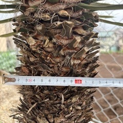 【ユッカ　フィリフェラ】ロストラータ　　ドラガーデン　
生活雑貨 家庭用品 ガーデニング