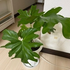 生活雑貨 観葉植物　ガーデニング