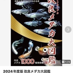 改良メダカ大図鑑　100年メダカ