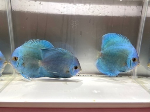 ディスカス　ブルーダイヤモンド　３匹