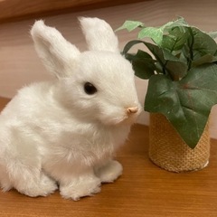 本物のうさぎ…ではありません。