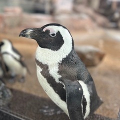 女友達募集してます🐧