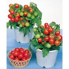鉢植え用トマト（レジナ）種子
