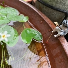 ガガブタ  鉢入り