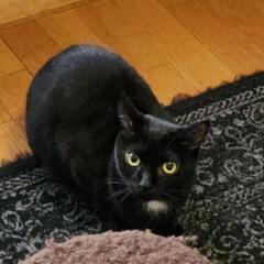 まあるいお顔の黒子猫のムウ　とってもかわいいです。　