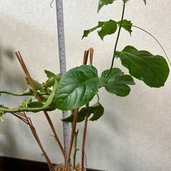 無農薬　パッションフルーツ　挿し木苗　果樹苗