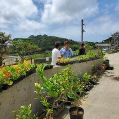 ハーブ寄せ植え体験  八重瀬町 − 沖縄県