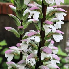 豪華な花が咲くアカンサス・モリス苗