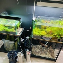 【総額8万円以上】水草水槽セット 熱帯魚 アクアリウム GEX