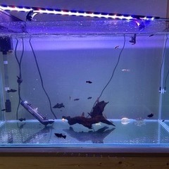 熱帯魚30匹ほど