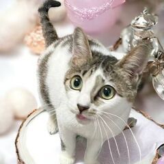 4月14日（日）💓三鷹で猫の譲渡会🌸💟🌸キジ白の男の子生後7ヶ月...