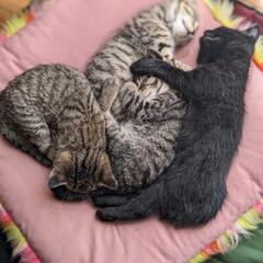 生後1ヶ月半子猫　4匹