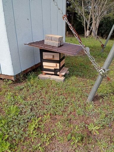 ニホンミツバチ　分蜂群