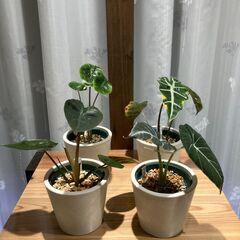 【商談中】ミニ観葉植物 アロカシア4種セット