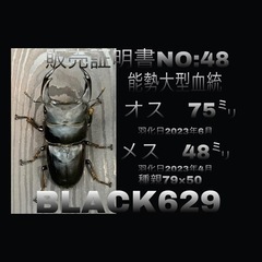 【国産オオクワガタNO.48】(即ブリ)能勢産75ミリペアー