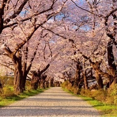 皆んなで花見しましょう🌸展勝地🌸