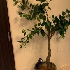 (売約済)フェイク観葉植物　フランスゴムの木