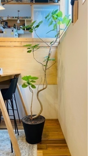 植物