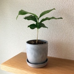 観葉植物　コーヒーの木(22)　18cm　おしゃれな2号の鉢と受...