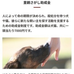 保健所収容動物の預かりと里親探しボランティア募集