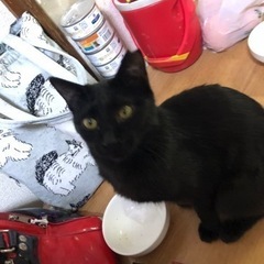 （トライアル中）しなやかな黒猫ちゃん⭐︎真珠ちゃん - 猫