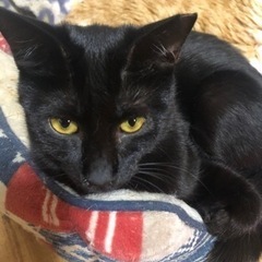 （トライアル中）しなやかな黒猫ちゃん⭐︎真珠ちゃん - 八尾市