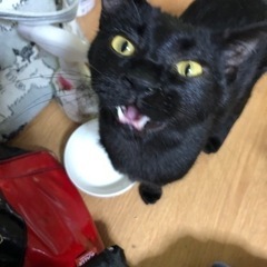 （トライアル中）しなやかな黒猫ちゃん⭐︎真珠ちゃん − 大阪府
