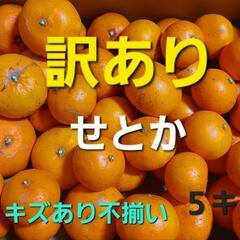 食品 柑橘類 せとか