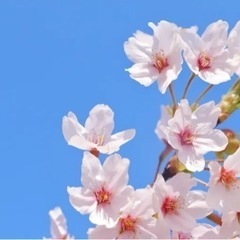 社会人サークル「遅咲きの花」の画像