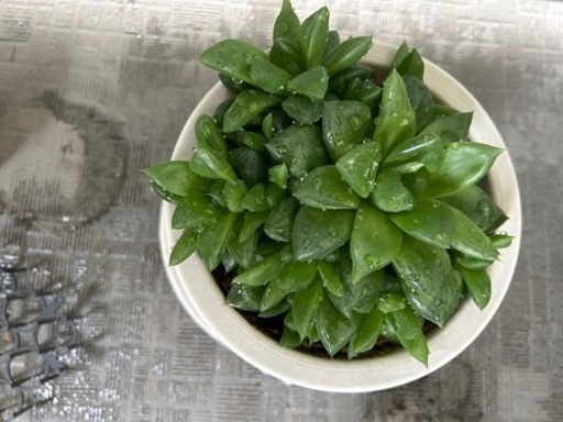 多肉植物
