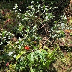 この植物の名前がわかる方いませんか？