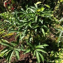 解決済み　この植物の名前がわかる方教えてください