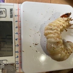 【ネット決済・配送可】スマトラオオヒラタ幼虫