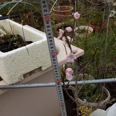 花桃の実成苗 4年目　咲きました 600円　