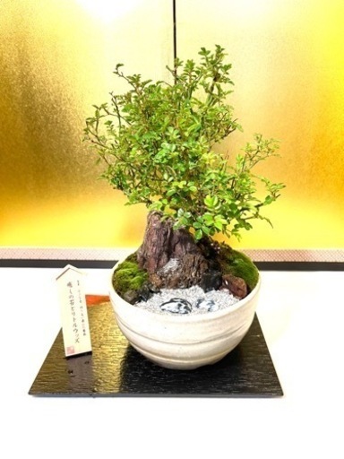 盆栽　盆景　薔薇
