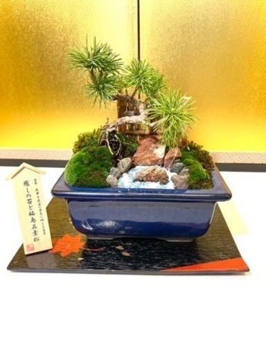 盆栽　盆景　五葉松
