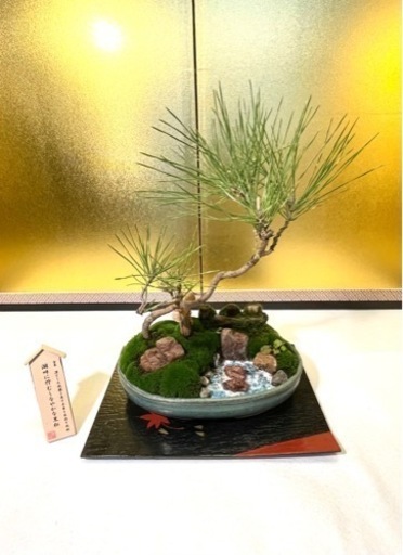 盆栽　盆景　黒松