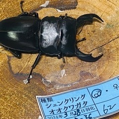 （お取引中）
①シェンクリングオオクワガタ   新成虫ペアの販売