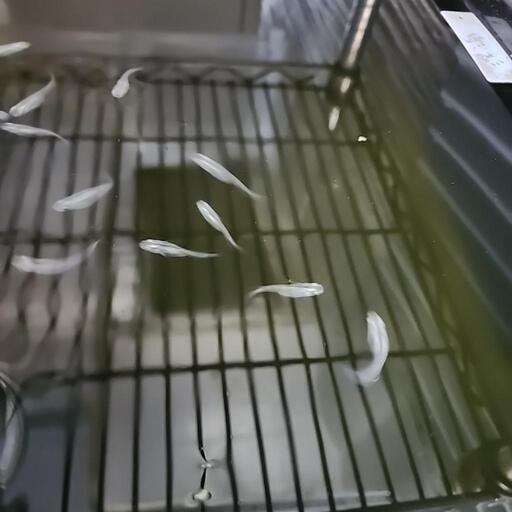 深海メダカ