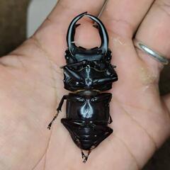 【即ブリ可】山梨県産オオクワガタWF0ペア