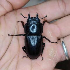 【即ブリ可】山梨県産オオクワガタWF0ペア