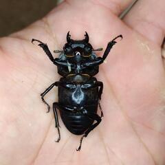 【即ブリ可】山梨県産オオクワガタWF0ペア