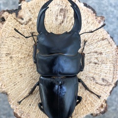 《お取引中》 おまとめのご依頼