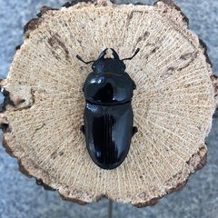 《お取引中》 おまとめのご依頼