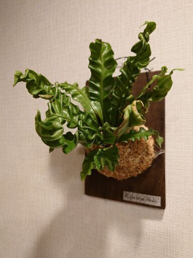 着生シダ植物 アスプレニウム プリカーツム「アカキ」板付け (Hasegawa) 戸塚の家庭用品《ガーデニング》の中古あげます・譲ります ...