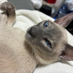 可愛いシャム猫