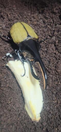 ヘラクレスオオカブトムシ　　オス